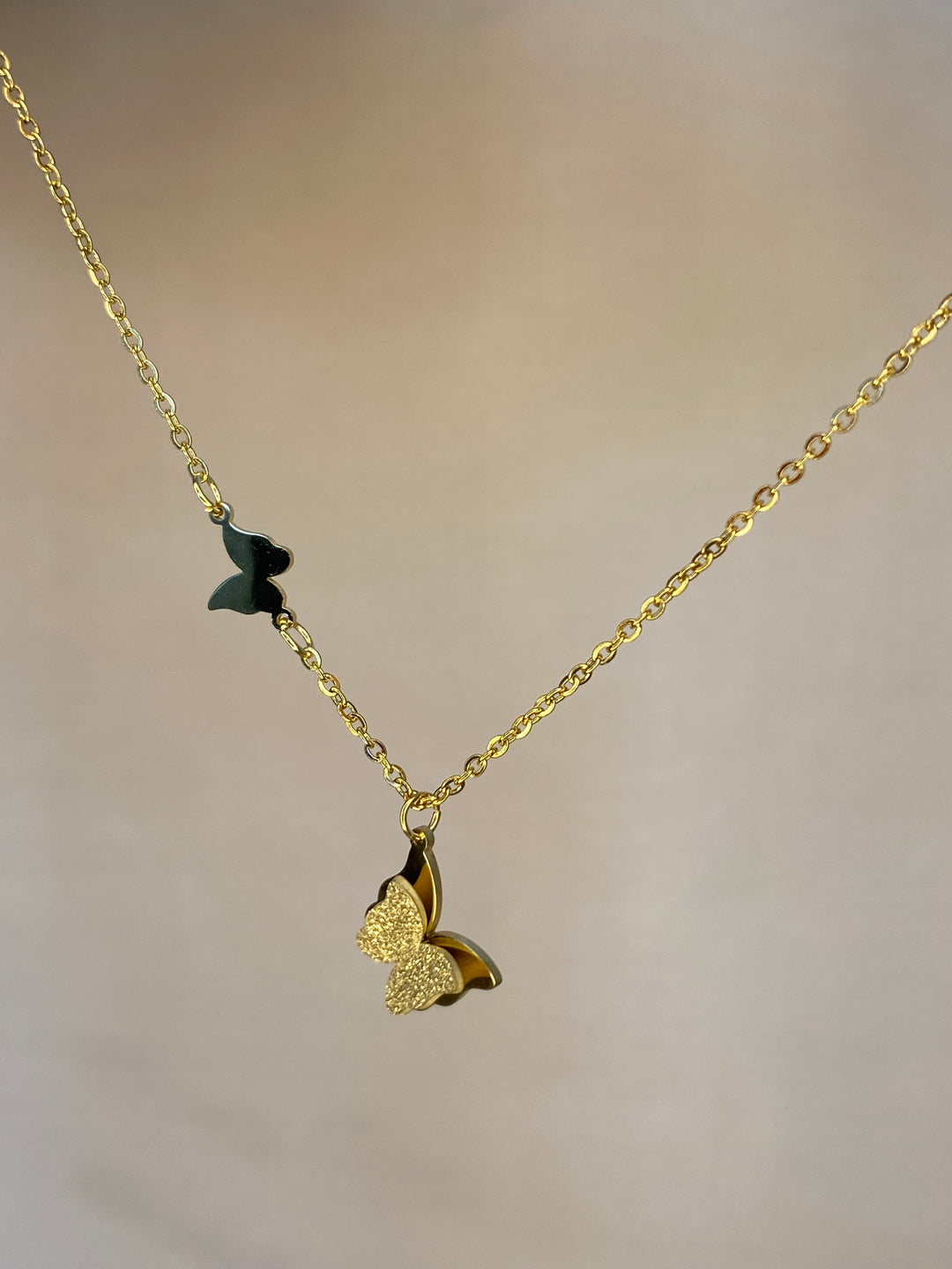 Gjerdan papillon
