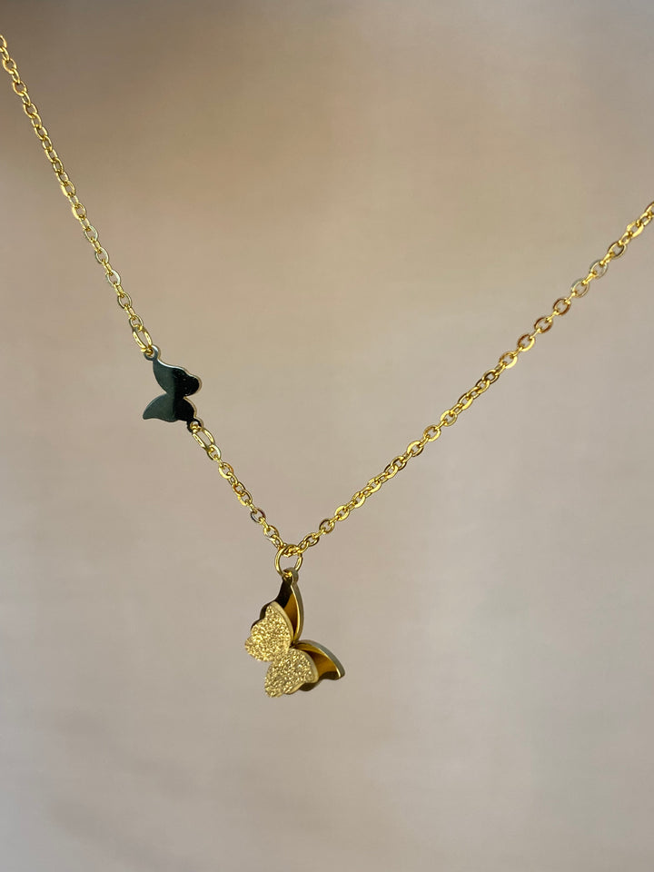 Gjerdan papillon